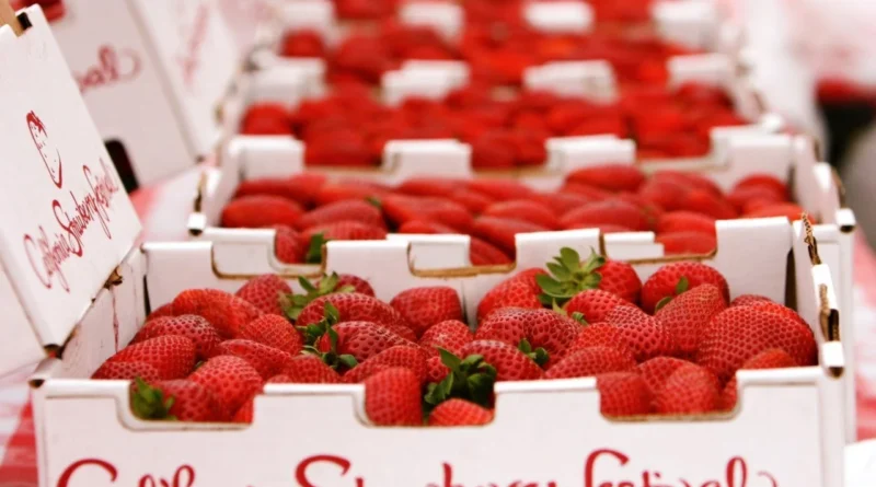california_strawberry_festival